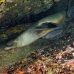 lion_sea_galapagos_cou_v_0191_ecu1296.jpg
